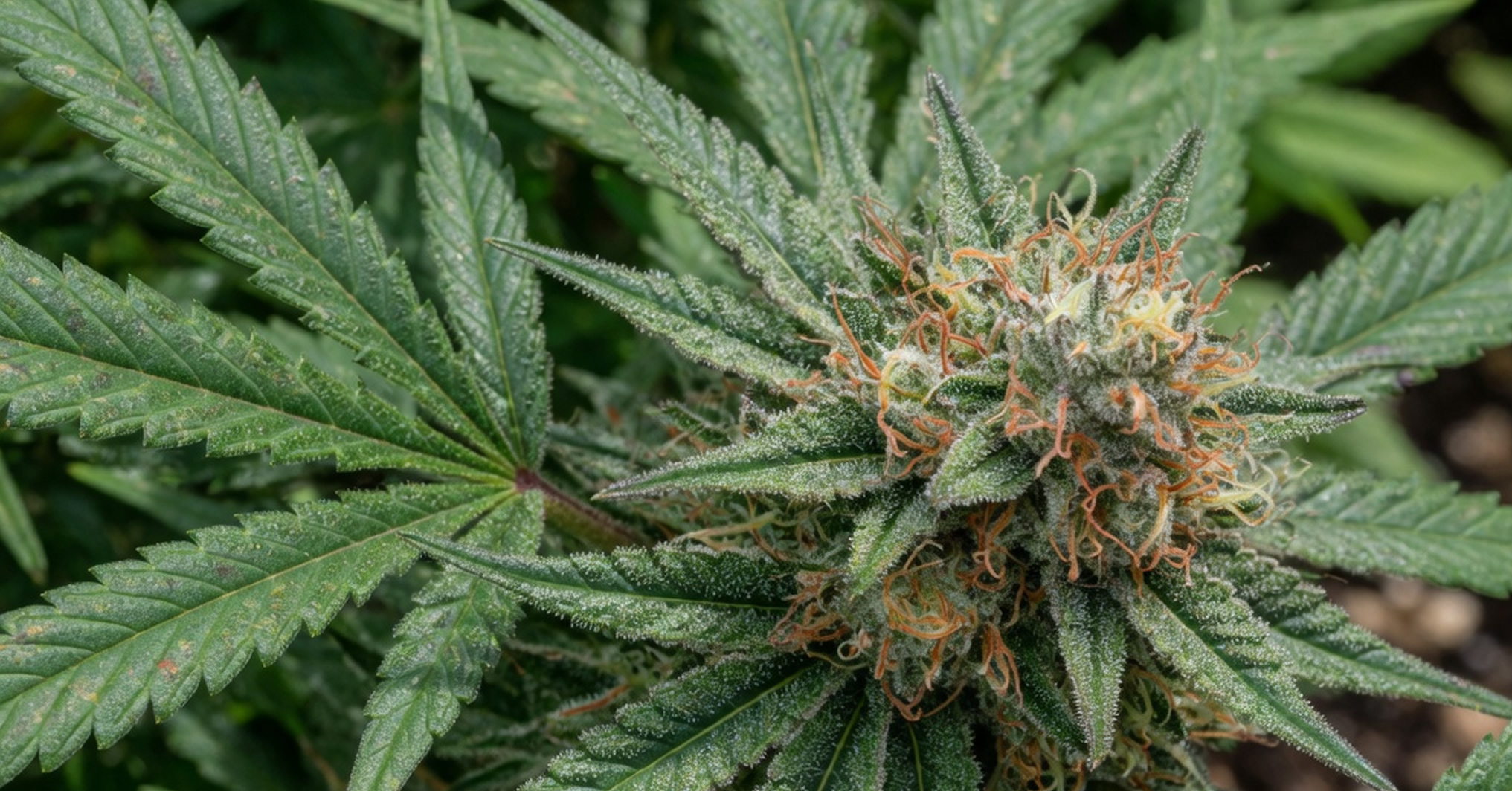 New Jersey Home Cultivation Cannabis